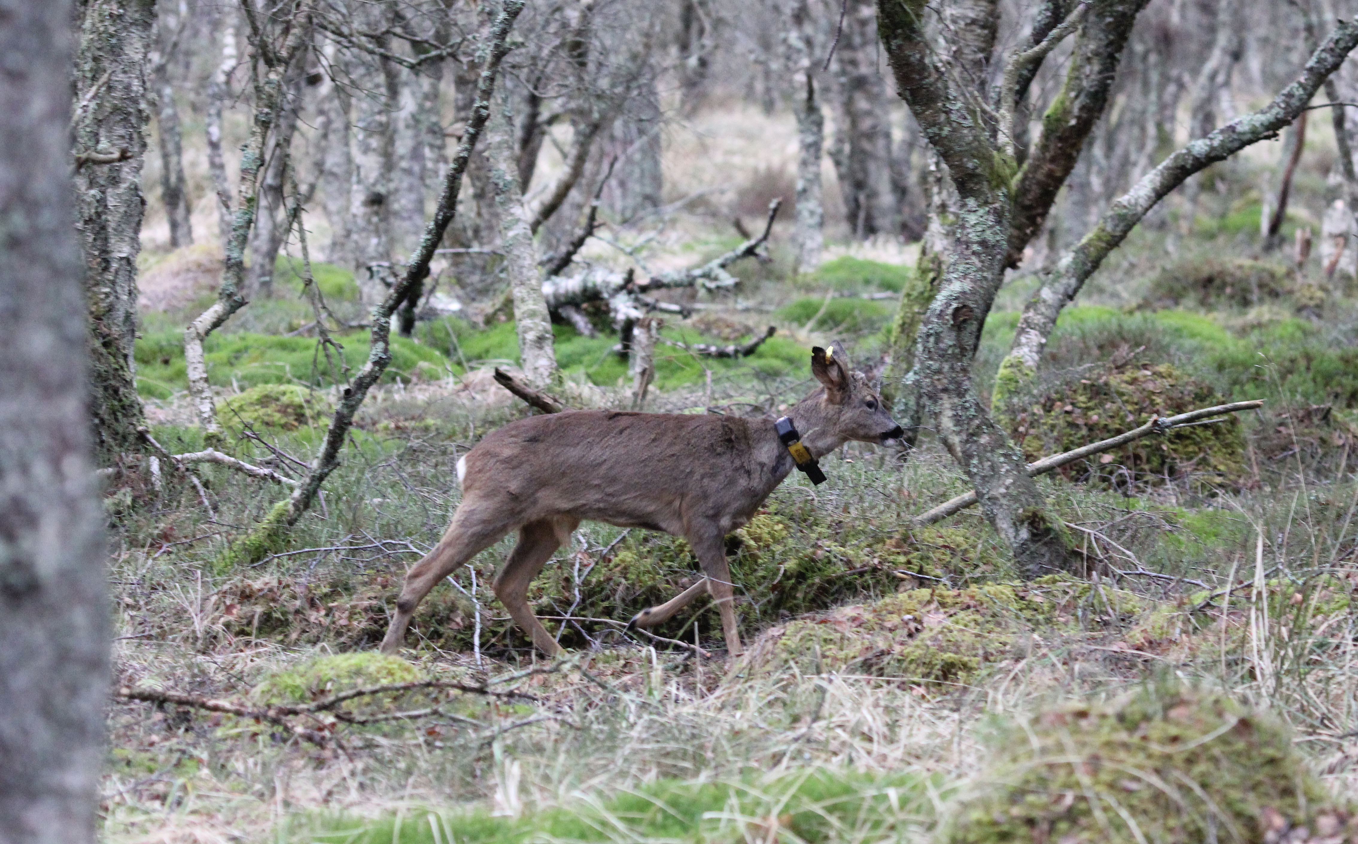 Get Involved - Deer capture | TickSolve