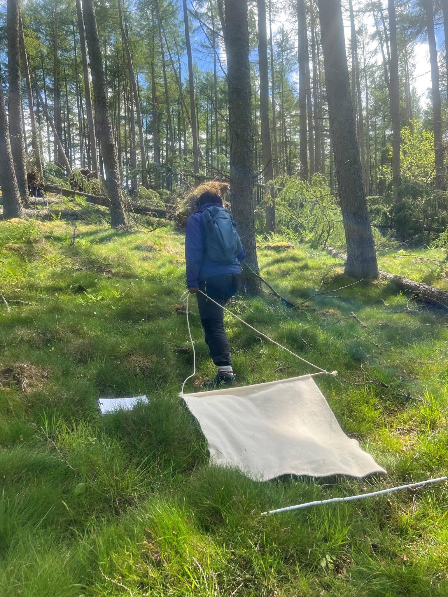 Woodland blanket dragging as part of tick survey fieldwork