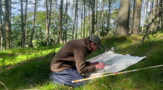 Collecting ticks in one of the study woodlands Collecting ticks